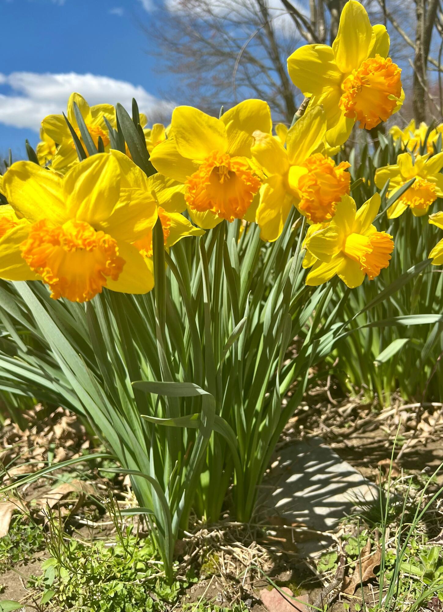 Spring Gardening Prep Tips That Feel Manageable for Seniors